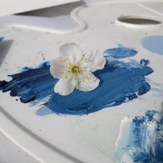 a white flower sitting on top of blue paint