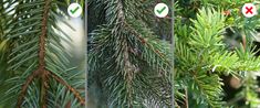 two pictures of pine needles with arrows pointing to the right and wrong directions on them