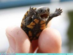 a small turtle sitting on top of someone's hand with the caption i believe you can fly