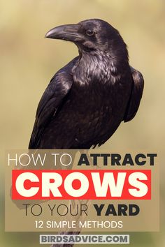 How To Attract Crows Crows Bringing Gifts, How To Attract Crows And Ravens, What Do Crows Eat, Crow Offerings, How To Make Friends With Crows, Diy Crow Feeder, What To Feed Crows, How To Attract Crows, How To Befriend Crows