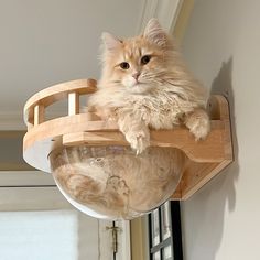 a fluffy cat sitting on top of a wooden shelf next to a glass bowl with water in it