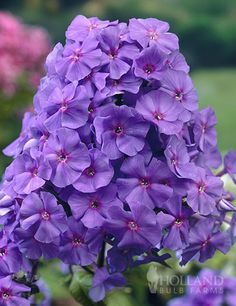 purple flowers are blooming in the garden