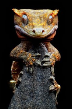 an orange and white lizard sitting on top of a tree stump with its eyes open