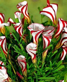 red and white flowers with green leaves in the foreground