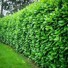 a hedge is lined with green leaves