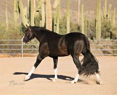 a horse is trotting in an enclosed area