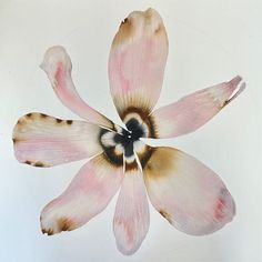 an image of a flower that is in the middle of it's blooming petals