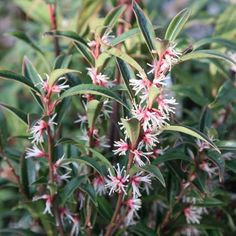 small white and red flowers in a pot