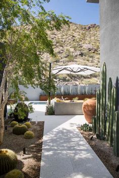 an outdoor patio with cactus and succulents in the foreground, next to a swimming pool