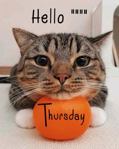 a cat is holding an orange ball with the words hello thursday written on it