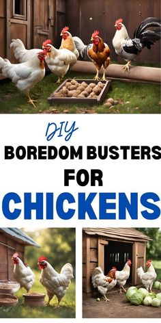 chickens are standing around in their coops with the words diy boredom busters for chickens