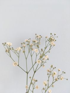 small white flowers in a glass vase on a table