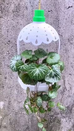 a potted plant hanging from a hook on a concrete wall with a green lid