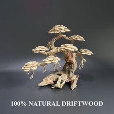 a bonsai tree is shown with the words 100 % natural driftwood