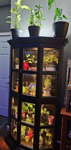 a display case filled with lots of potted plants