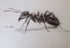 a pencil drawing of a large ant bug