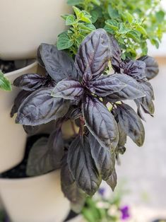 some purple and green plants in white pots