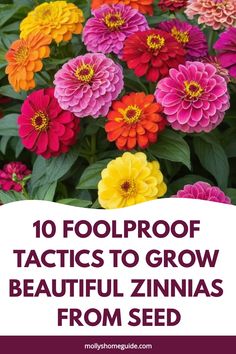 colorful flowers with text overlay that reads, 10 foolproof tricks to grow beautiful zinnas from seed