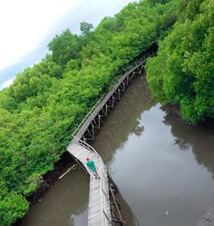 a person walking across a bridge over a river in the middle of green trees and water