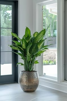 Large green potted plant near a window, allowing natural light to illuminate the leaves. Plant For Bedroom Decoration, Best Indoor Plants For Beginners, Home Plants Indoor, Indoor Plants For Low Light, Plants For Planters, Indoor Plants For Beginners, Plants For Low Light, Planter Arrangements