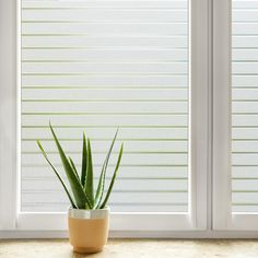 a potted plant sitting on top of a counter next to two windows with blinds