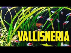 an aquarium filled with lots of fish and green plants in front of the words vallisneria