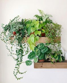 some plants that are sitting on a shelf