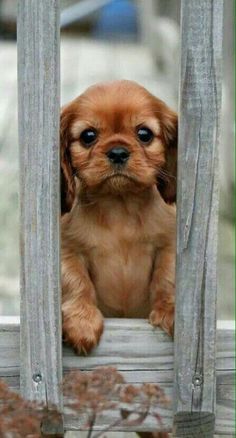 a small brown dog sitting behind a wooden fence with his paws on the bars looking at the camera