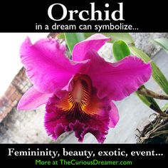 a pink flower with the words orchid in a dream can symbolize feminity, beauty, exotic, event more at the curiousdreammer com