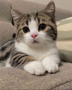 a grey and white cat laying on top of a couch