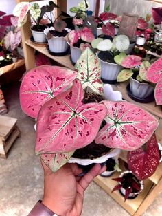 a person holding up a pink plant in front of shelves filled with potted plants