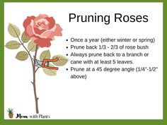 a pink rose with the words pruning roses