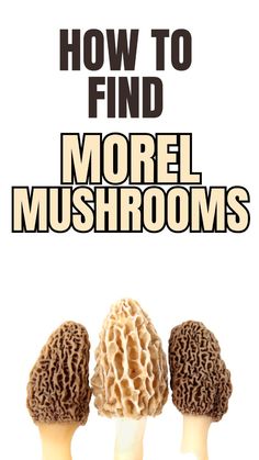 three mushrooms with the words how to find more mushrooms on it and below them, there are