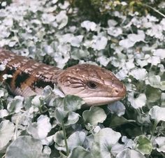 a brown and black snake sitting on top of some green plants with white flowers in the background