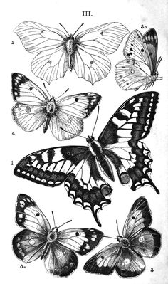 four butterflies are shown in black and white