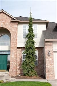 a house with a tree in front of it and a green door on the other side