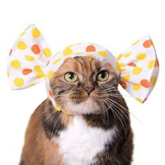 a cat wearing a polka dot bow headband