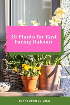 some potted plants with the words 30 plants for east facing balcony