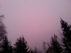 trees are silhouetted against a pink sky in the foggy woods on a gloomy day