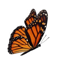 two orange and black butterflies flying side by side