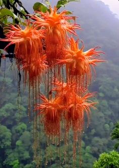 an orange flower hanging from a tree in the jungle