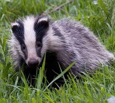 a badger is sitting in the grass and looking at its own face with an indifferent look on it's face