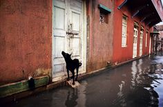 a black dog standing in front of a door on a flooded street next to red buildings