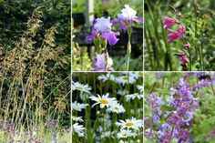 several different types of wildflowers and grasses