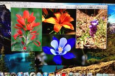 a computer screen with pictures of flowers on it