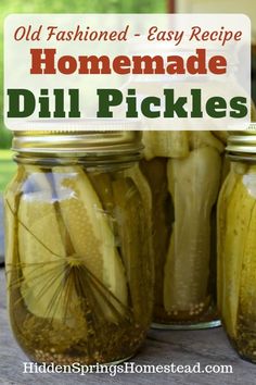 old fashioned homemade dill pickles in mason jars