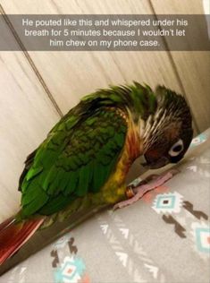 a green and yellow bird sitting on top of a pillow