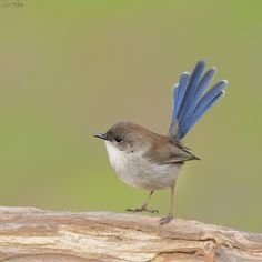 a small bird with blue wings standing on a branch