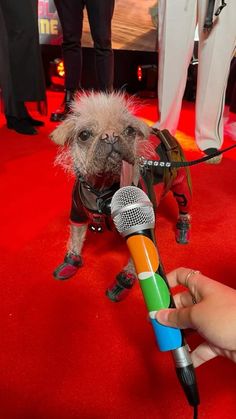 a small dog is standing on a red carpet with a microphone in it's mouth