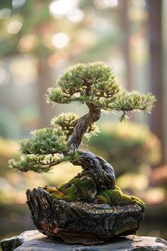 a bonsai tree is growing on top of a rock in the middle of a forest